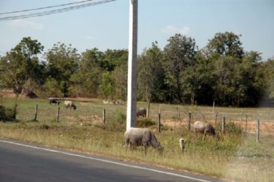 campo (29)  LEADOR BOSQUE